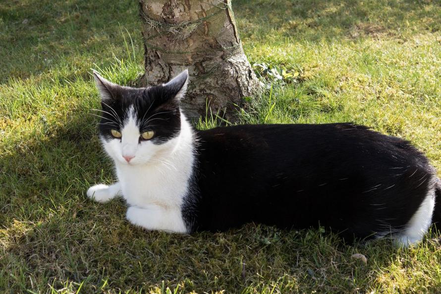 Bijou unter dem Pflaumenbaum