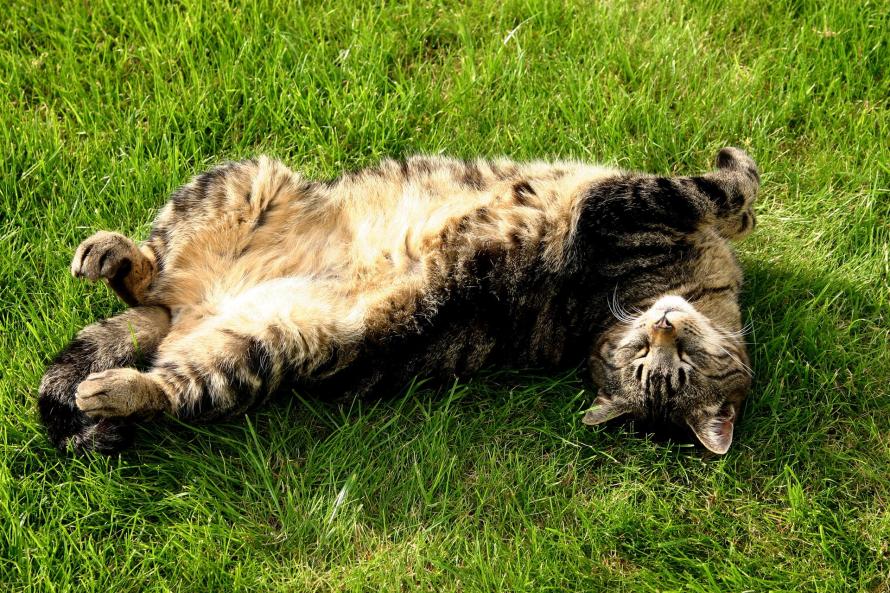 Der erste Sommertag 2008