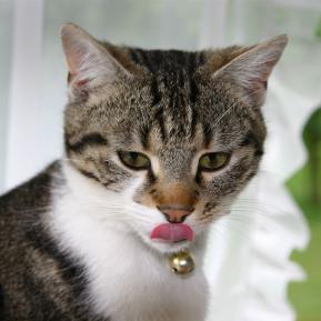 Katzen