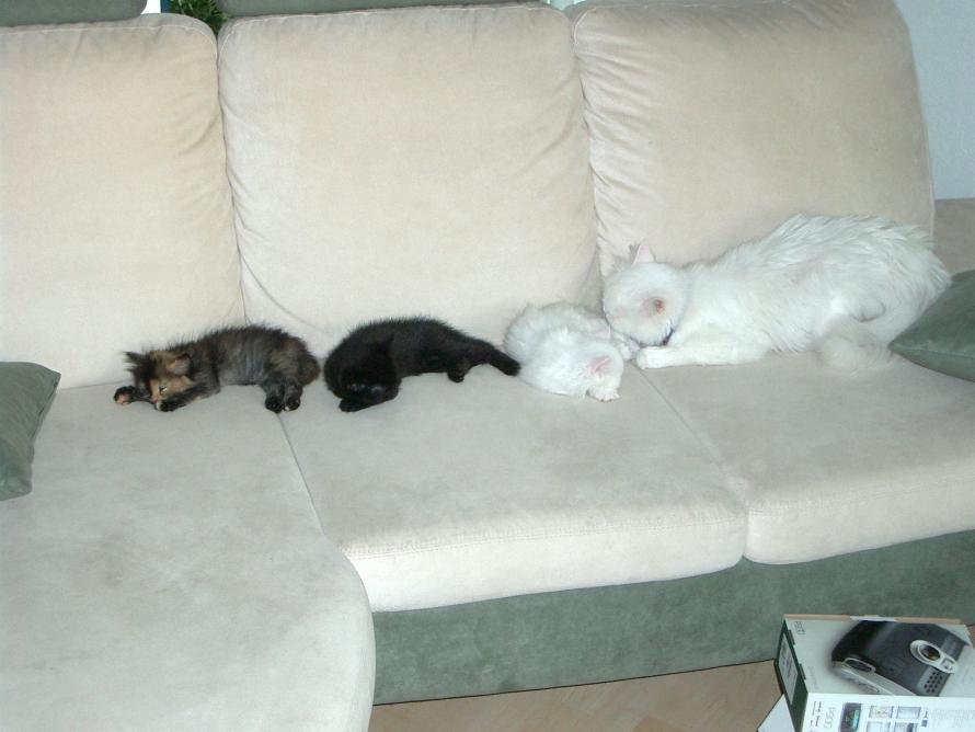 Winston (der kleine schwarze) mit Familie