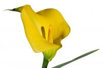 Calla I
