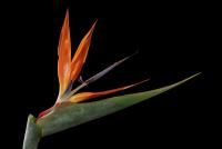 Strelitzia