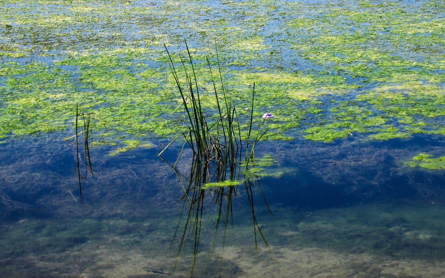 Spiegelungen im Rhein bei Breisach