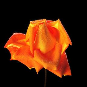 Rosen