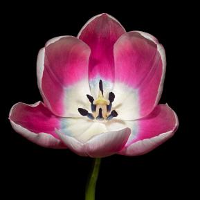 Tulpen