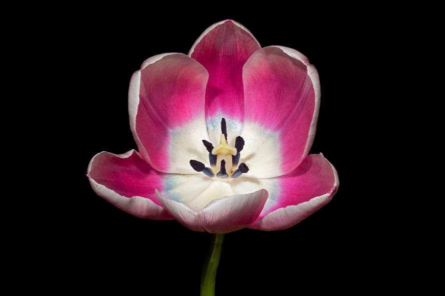 Digitale Aufnahme mit Focus Stacking aus 26 Bildern